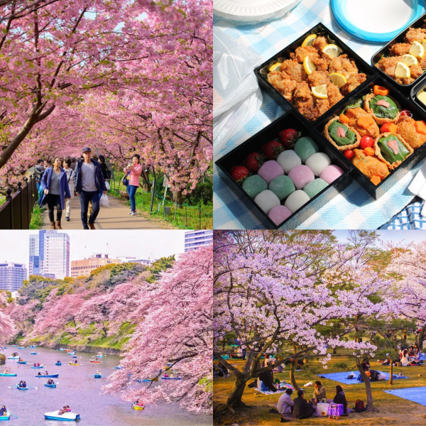  Lễ hội ngắm hoa tại Nhật Bản là một sự kiện hấp dẫn